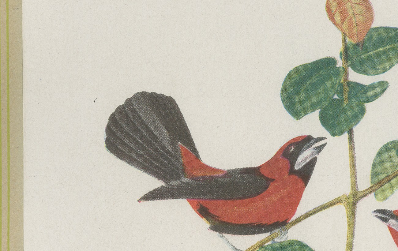 Red Tanagers, Brazilian Bird Print, Descourtilz, 1944, view 4