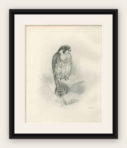Antique Peregrine Falcon Bird Print by Lilian M. Medland, circa 1908, shown framed
