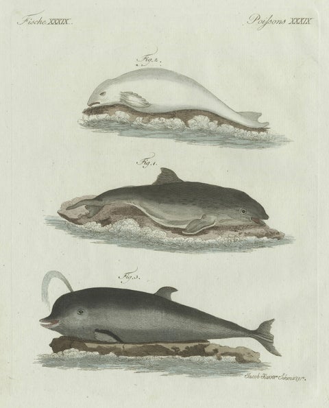 Original Antique Print of Three Dolphins and Porpoises by Bertuch, 1802, close-up 5