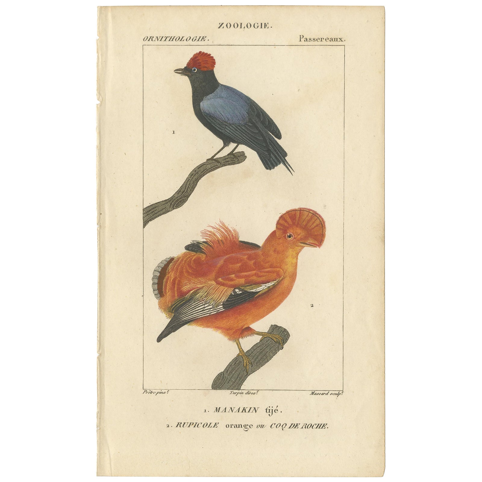 Antique Bird Print of a Blue-Backed Manakin & Guianan Cock of the Rock, '1816'