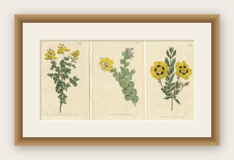 Set of 3 Antique Botany Prints, Common Cytisus, Borbonia, Cistus, shown framed
