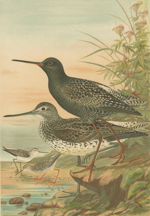 Spotted Redshank and Greenshank, Antique Shorebird Lithograph c.1895, close-up 5