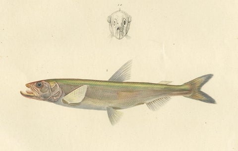 Capelin & Smelt, Antique Ichthyology Print, Greenland, Gaimard Voyage 1842, close-up 3