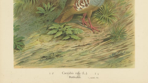 Red-Legged Partridge Pair, Antique Bird Chromolithograph, Caccabis Rufa c.1880, close-up 5