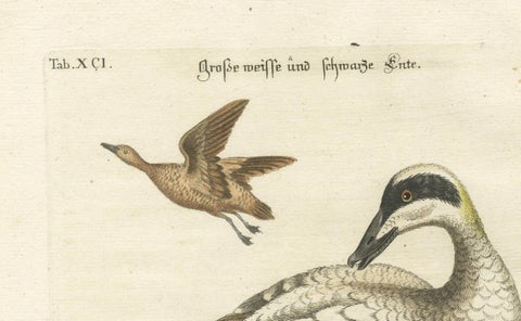 Hand-Colored Engraving of the Large White and Black Duck by Seligmann, ca.1770, close-up 3