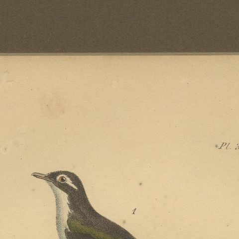 Golden Oriole & Reed Warbler, Antique hand-coloured lithograph, c.1828, close-up 5
