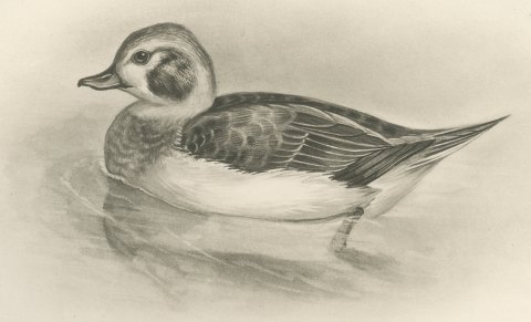 Female Long-tailed Duck and Female Eider after Lilian Medland, c. 1909, close-up 1