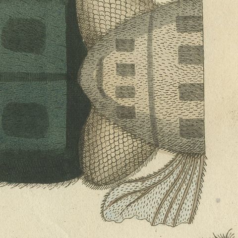 House Fly and Compound Eye Magnified, Antique Bertuch Print, circa 1805, close-up 1