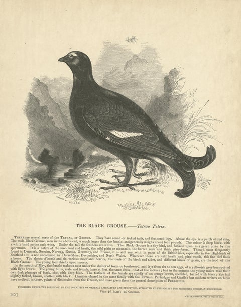 Original Antique Print of the Black Grouse, view 3