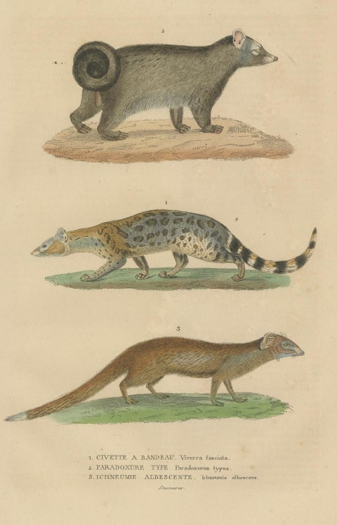 Nocturnal Foragers: A Banded and Asian Palm Civet and Enigmatic Mongoose, 1845, close-up 4