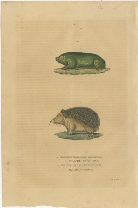 Subterranean Marvels: The Cape Golden Mole and the Common Hedgehog, 1845, view 2