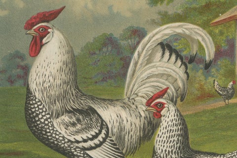 The Refined Silver Spangled Hamburg Chicken - A 19th Century Poultry Lithograph, close-up 3