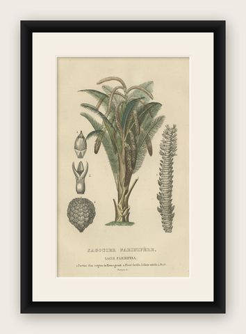19th Century Sago Palm Tree Antique Engraving Original Handcoloring, 1845, shown framed