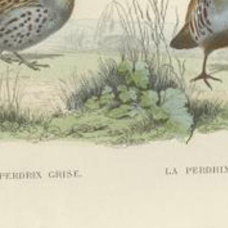 Original Antique Print of the Grey Partridge, Red Partridge and the Quail, 1841, close-up 1