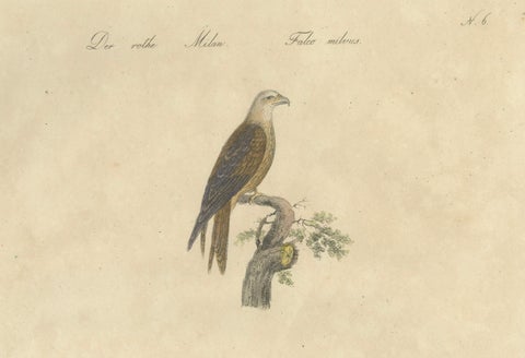 Antique Birds of Prey Lithograph by Karl Joseph Brodtmann, 1816, close-up 5