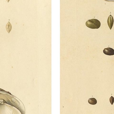 Antique Conchology Prints, Greenland Bivalves and Modiolaria Shells, 1842, close-up 2