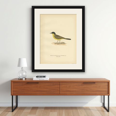 Antique Bird Print of The Western Yellow Wagtail, 1927, shown framed on a wall