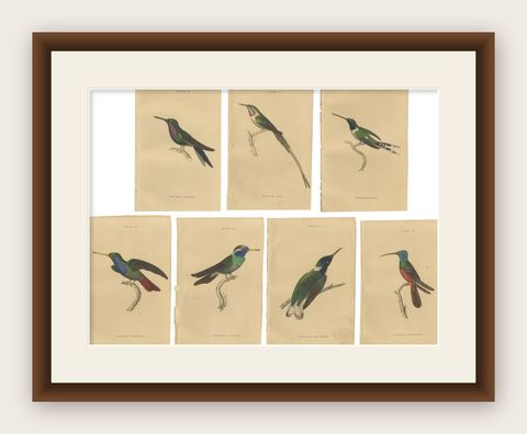 Set of 7 Antique Bird Prints, Harlequin Hummingbird, by Jardine '1837', shown framed
