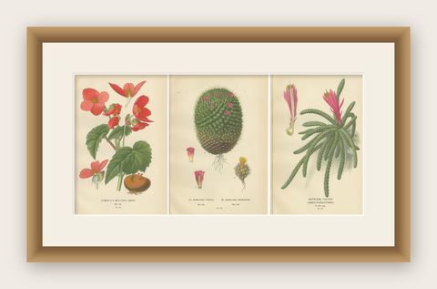 Antique Prints: Tuberous Begonia, Mammillaria Cactus & Rat's-Tail Cactus, 1897, shown framed