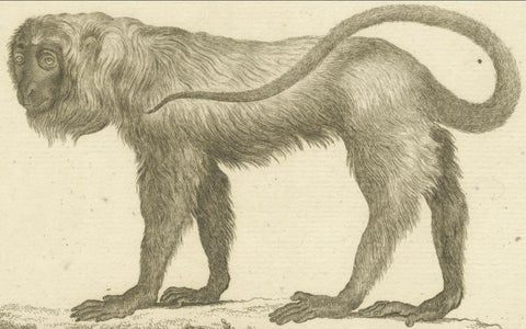 Red Howler Monkey, Antique Natural History Engraving, De Sève & Bock, c.1800, close-up 4