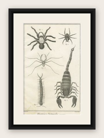 Antique Engraving of Spiders, Centipede and Scorpion by Diderot, ca.1770, shown framed