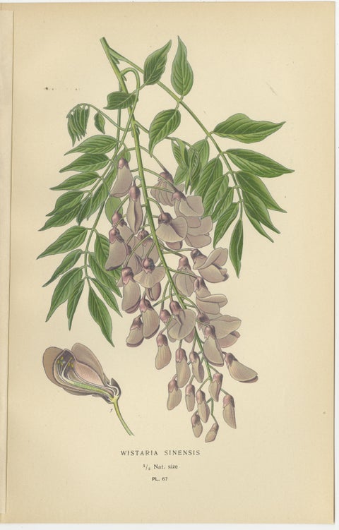 Garden Elegance: A Triptych of 19th Century Botanical Illustrations, 1896, view 3