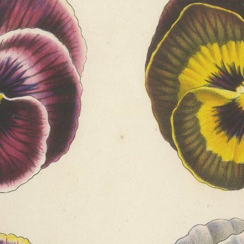 Large-Flowered Pansies Botanical Illustration by Louis van Houtte, 19th Century, close-up 5