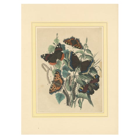 Lithograph of European Butterflies, Admirals, Tortoiseshells and Peacocks, 1863