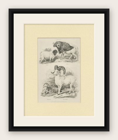 Antique Print of Sheep by Partington 'circa 1840', shown framed