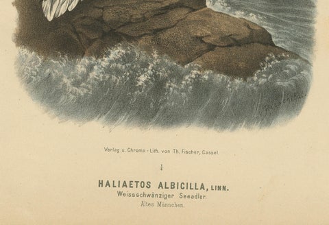 Bird Print of the White-Tailed or Grey or Eurasian Sea Eagle, 1894, close-up 2