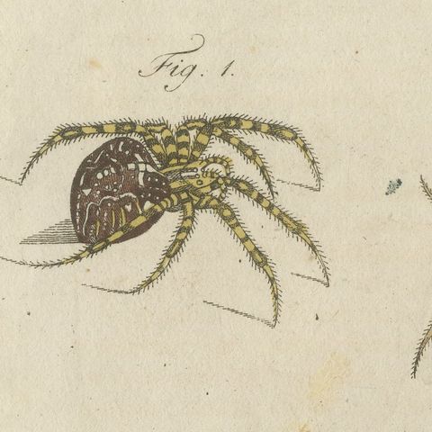 Garden Spider with Magnified Fangs, Antique Bertuch Print, circa 1805, close-up 4