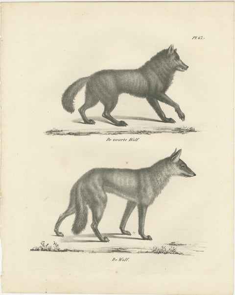 19th-Century Lithograph of the Black Wolf and Grey Wolf in Striking Detail, view 2