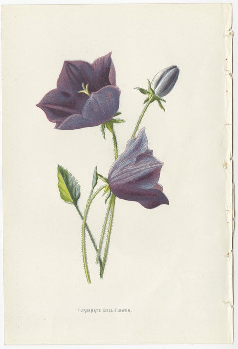 Set of Three Botany Prints Catchfly, Lunaria Annua, Bellflower, view 4
