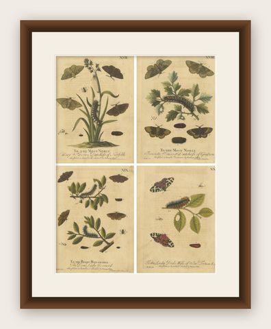English Moths & Caterpillars, Common Rustic, Drab & Tiger Moths, Albin 1720, shown framed