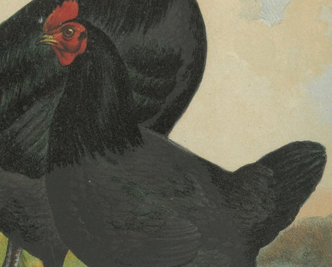 The Majestic Feathered Langshan - A Rare 19th Century Poultry Lithograph, close-up 4