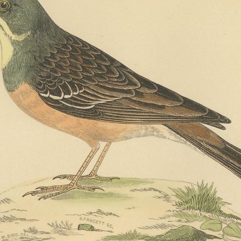 Antique Bird Print of Ortolan, close-up 2