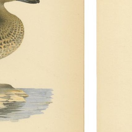 1929 Swedish Duck Lithographs Pair, Pintail & Pochard, close-up 2