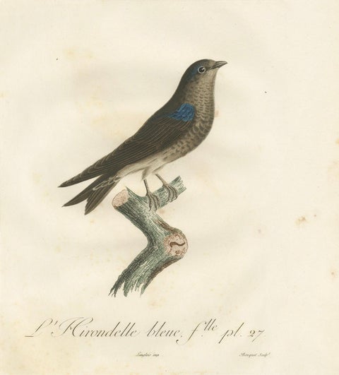 Feathered Sapphire: The Blue Swallow, A Vieillot Hand-Colored Print from 1807, close-up 4