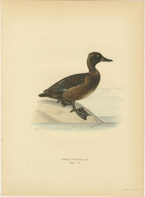 Decorative Scandinavian Bird Prints, Antique Swedish Ducks, 1929 - Set of 6, view 4