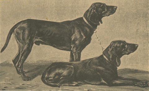 Swiss Hound Briquets, Antique Dog Print, circa 1880, French Publication, close-up 4
