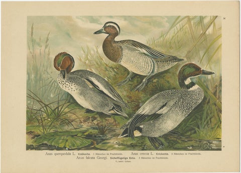 Ducks in Breeding Plumage, Antique 19th Century Chromolithograph Print, view 2