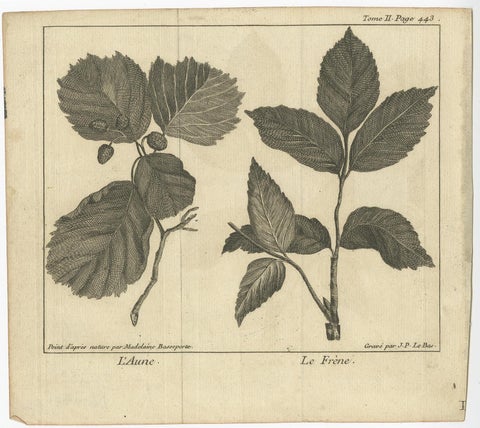 Antique Botany Print of Alnus And Fraxinus by Le Bas, 1752, view 2