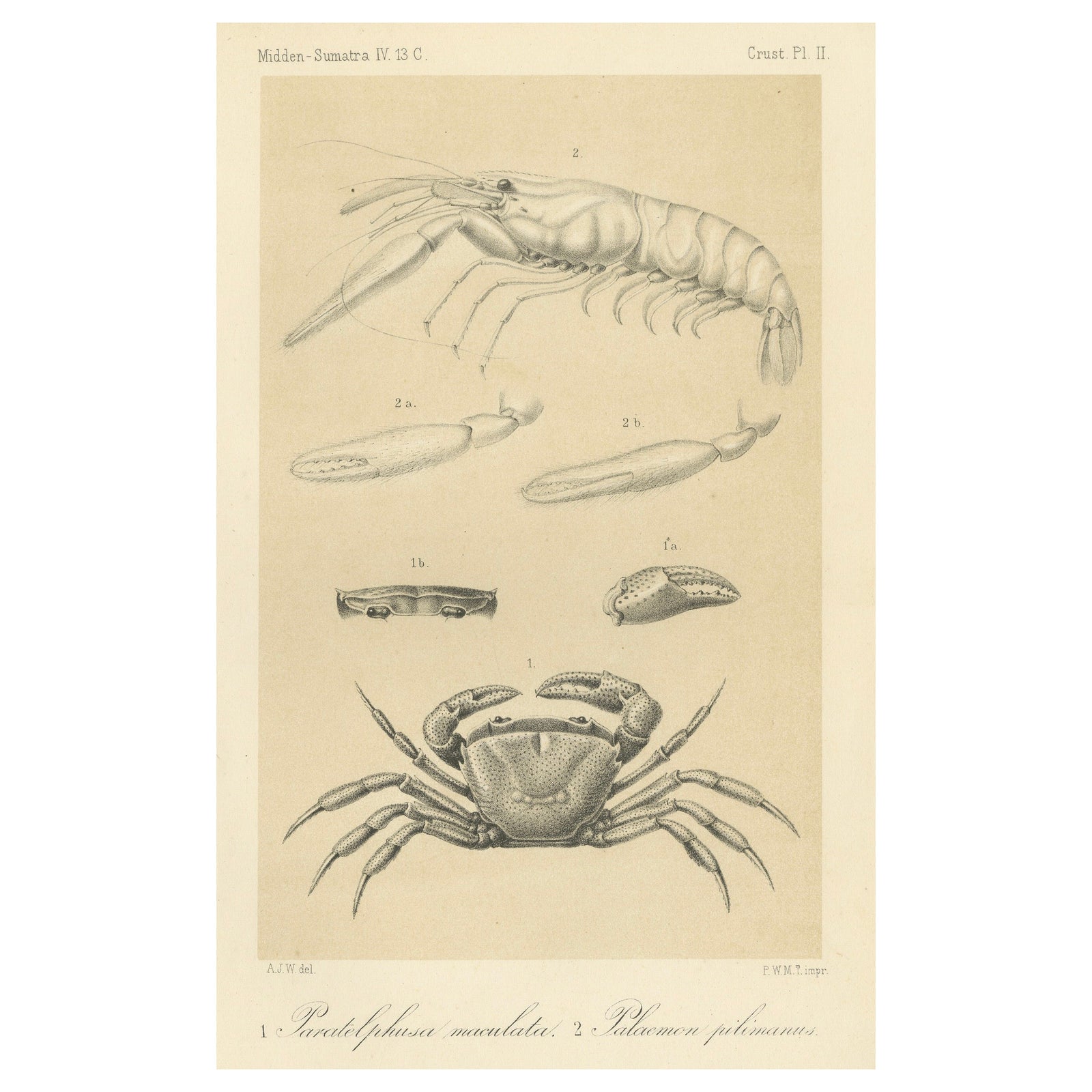 Antique Scientific Print of Sumatran Crab and Prawn, Midden-Sumatra c.1887