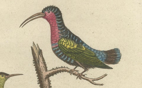 Hand-Colored Engraving of Hummingbirds and Dormouse by Seligmann, ca.1770, close-up 5