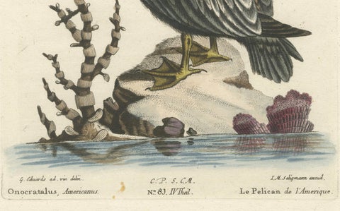 Hand-Colored Engraving of the American Pelican by Seligman, c.1770, close-up 2
