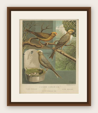 Antique Bird Print of the Lizard Canaries, Golden-Spangled and Others, shown framed