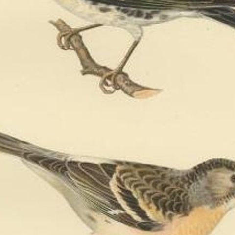 Antique Bird Print of the Brambling by Von Wright, 1927, close-up 2