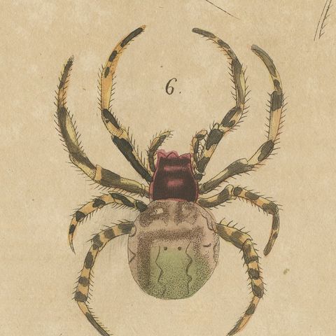 Whip Scorpion, Tarantula and Red Mite, Antique Bertuch Print, circa 1820, close-up 3