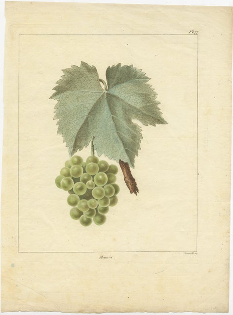 Set of Two Antique Prints of Various Green / White Grape Varieties, view 3