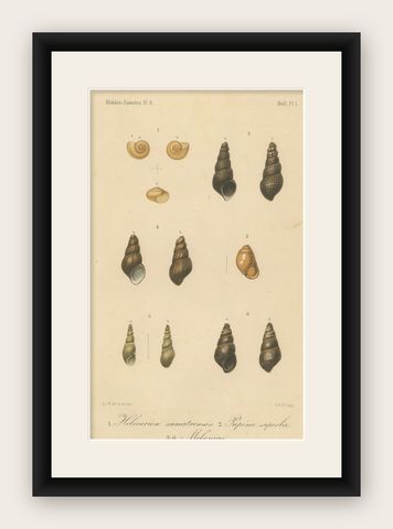 Antique Shell Print of Sumatran Snails, Helicarion, Pupina, Melania c.1887, shown framed